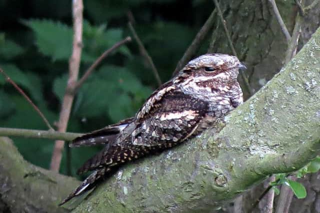 A nightjar similar to the one which went on a marathon journey.