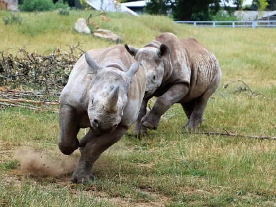 The rhinos playing together