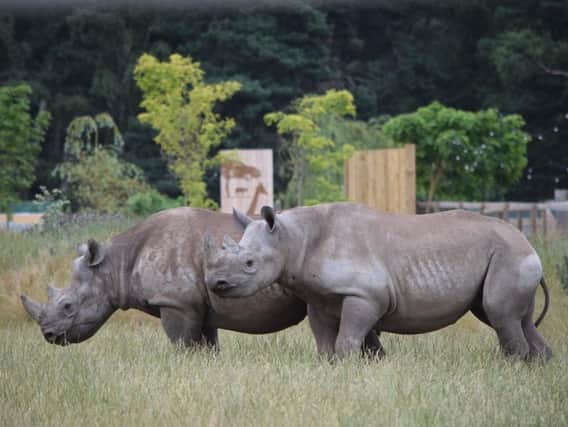 The rhinos at Yorkshire Wildlife Park have become best buddies.