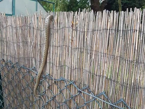 The snake makes its escape in Balby. (Photo: Shermaine Hassett).