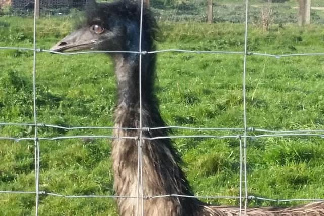 The emu caught outside Haxey Church of England Primary School
