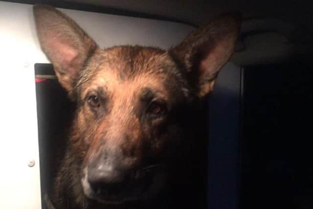 South Yorkshire Police dog Khoba