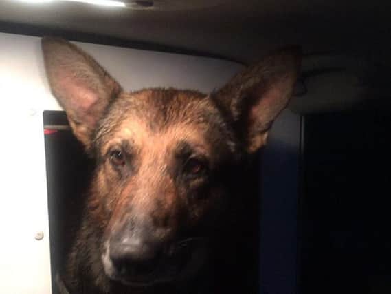 South Yorkshire Police dog Khoba