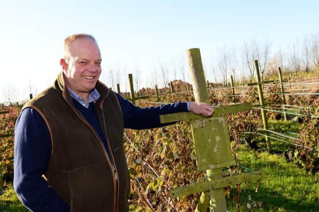 David McCallum, pictured by one of his fruit fields. Picture: Marie Caley NDFP McCallum Gin MC 8