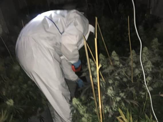 An officer at the cannabis factory in Doncaster (SYP)