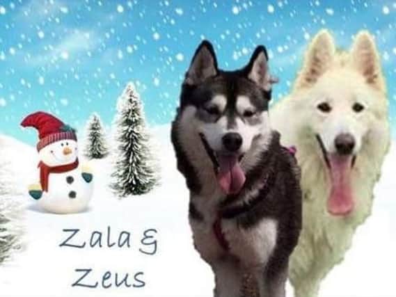 Zala and Zeus have been missing since December 22, 2016 (Find Zala and Zeus)