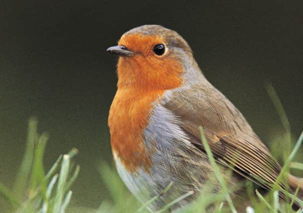 Robin Erithacus rubecula, sitting in grass, March