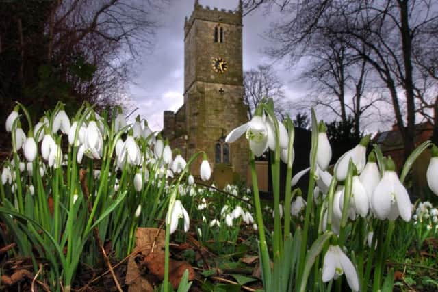 Snowdrops arriving ready for the Snowdrop festival at St Mary's Church, Kirk Bramwith near Doncaster  on 5th and 6th of Feb See story   Emma Dunlup Picture  Chris Lawton 21th Jan 2005. poss pic post details Nikon D2h    asa 200 with 12-24mm lens
