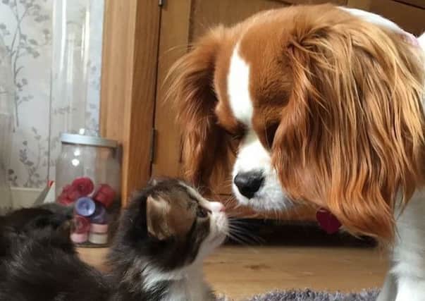 Cat Misty bonding with Cavalier spaniel Poppy