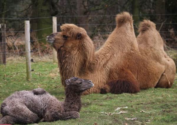Darcey, the Bactrian camel, is looking forward to some Mothers Day pampering after giving birth to a beautiful calf at Yorkshire Wildlife Park