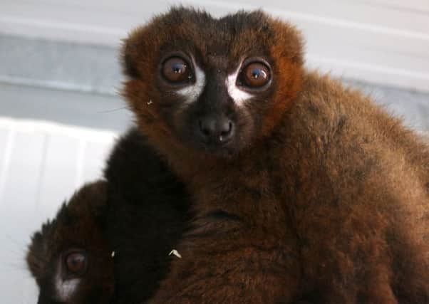 Rare male Red-Bellied Lemur