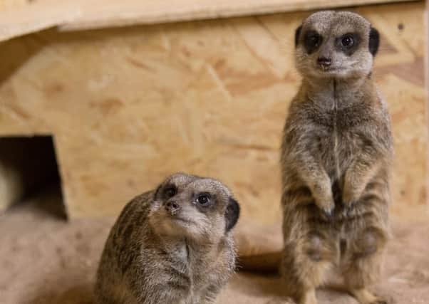 Meerkats settle in at North Lindsey College