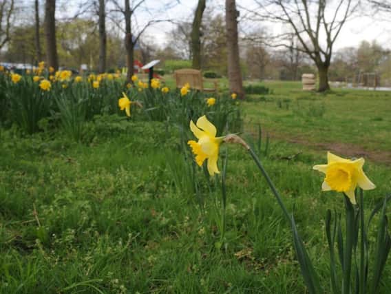 Daffodils in Sandall Park.