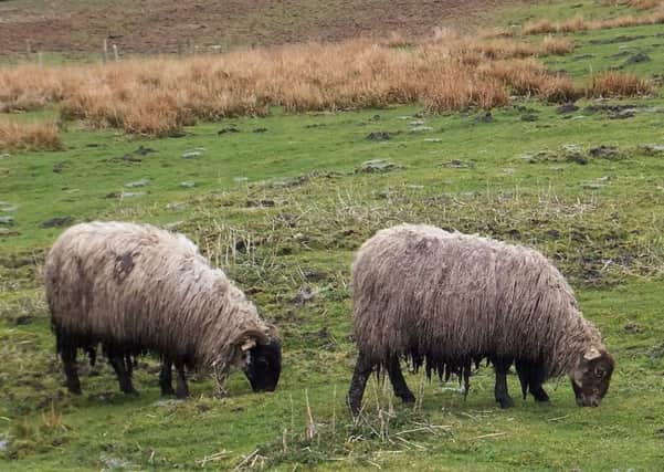 The National Sheep Association has now joined the chorus of protest