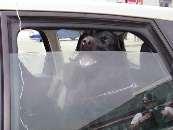 A dog in a hot car.