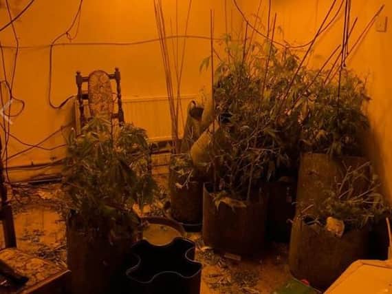 Police officers found cannabis plants and growing equipment in two homes in Edlington, Doncaster