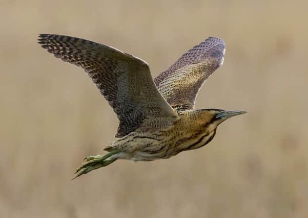 A bittern. Picture by Paul Paddock
