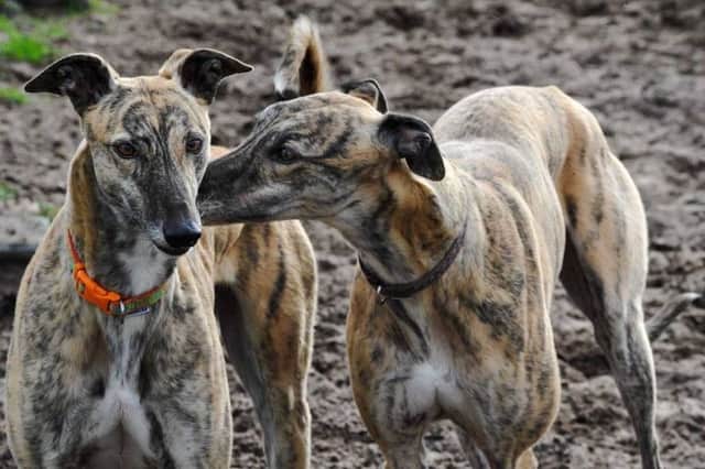 Two of the greyhounds Sandy and Fern at TIA Rescue