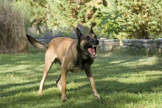 Owners have a duty of care to ensure that their dog is kept under control (Photo: Shutterstock)