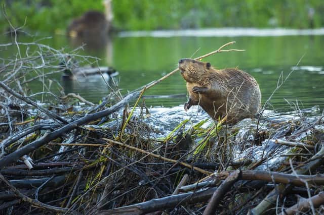 Fifteen families of beavers have been allowed to stay permanently on River Otter in Devon after the government granted them the legal “right to remain” (Photo: Shutterstock)